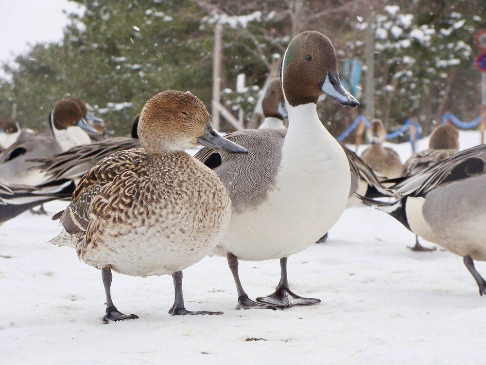 A. acuta Anas acuta Northern Pintail by Aomorikuma is licensed under This file is licensed under the Creative Commons Attribution-Share Alike 3.0 Unported license.